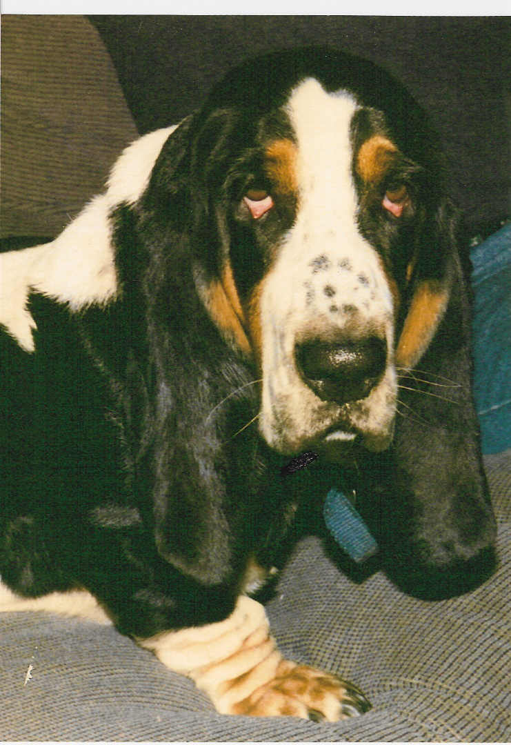 mr.bo.jpg